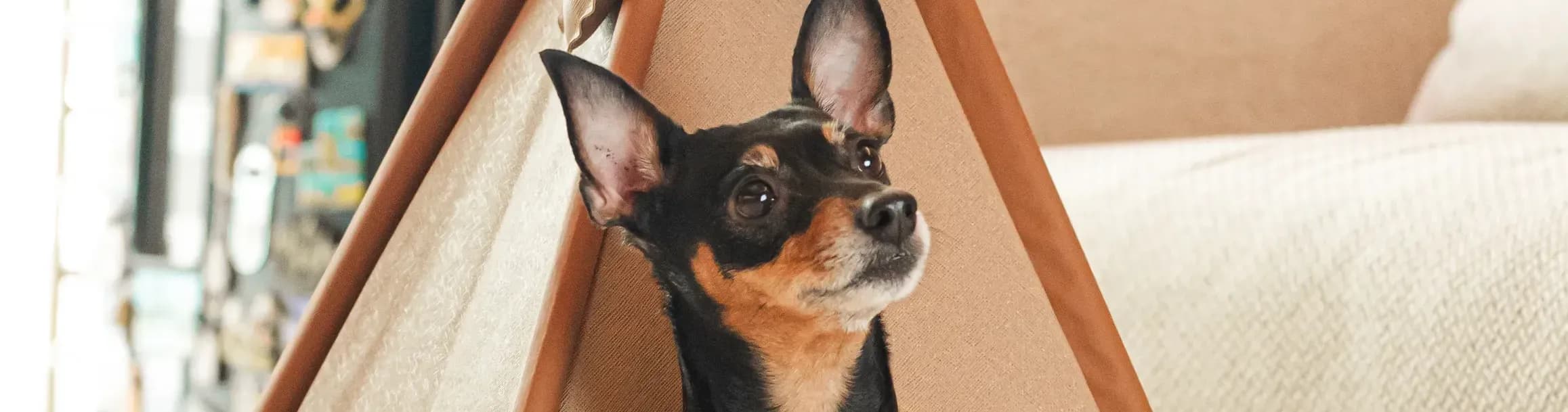 Imagem do post Seja um Guardião de Pet: Junte-se a PetHost e faça render sua afetividade